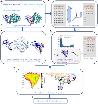 Towards rational computational peptide design